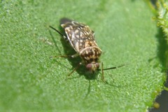 Monalocorisca