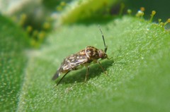 Monalocorisca