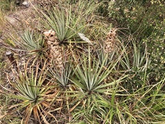 Puya membranacea