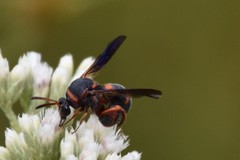 Leucospis slossonae