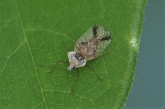 Leptopharsa elata