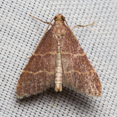Arta epicoenalis