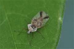 Leptopharsa elata