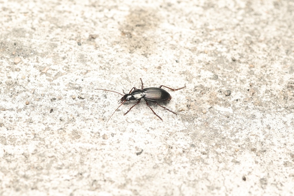 Pristosia