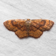 Leptostales rubromarginaria