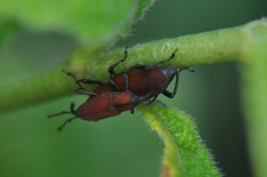 Rhodobaenus sanguineus