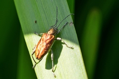 Donacia bicolora