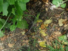 Ctenosaura pectinata