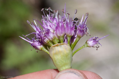 Allium validum