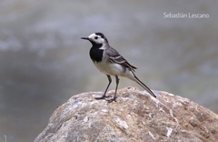 Motacilla alba