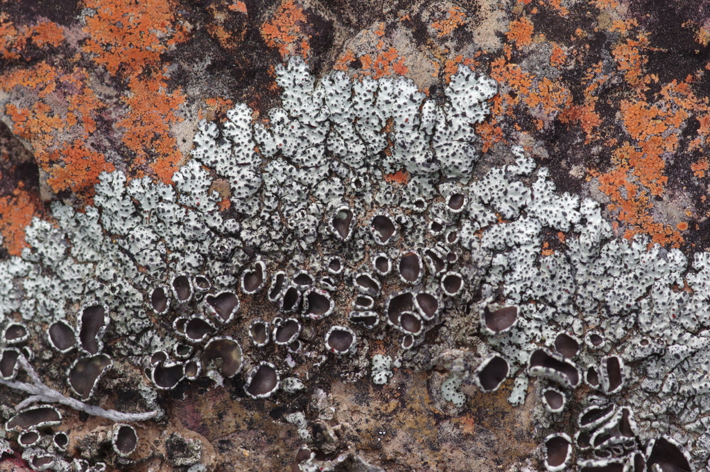 Xanthoparmelia marroninipuncta