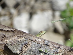 Ctenosaura pectinata