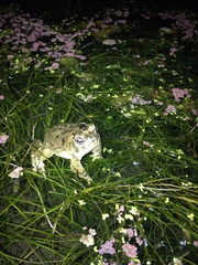 Anaxyrus californicus