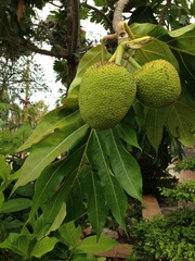 Artocarpus
