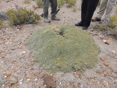 Brachyclados caespitosus