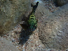Dusky Grouper
