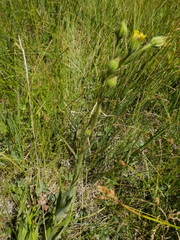 Kyhosia bolanderi