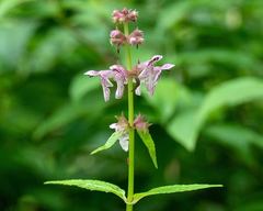 Stachys latidens