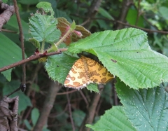 Pseudopanthera macularia