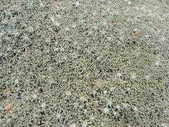 Brachyclados caespitosus