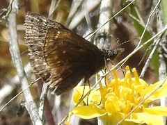 Erynnis persius