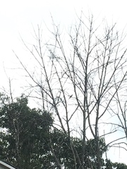 Coccyzus erythropthalmus