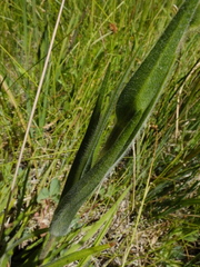 Kyhosia bolanderi