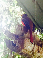 Trogon personatus