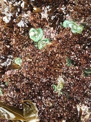 Cryptopleureae