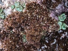 Cryptopleureae