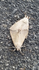 Litoprosopus coachella