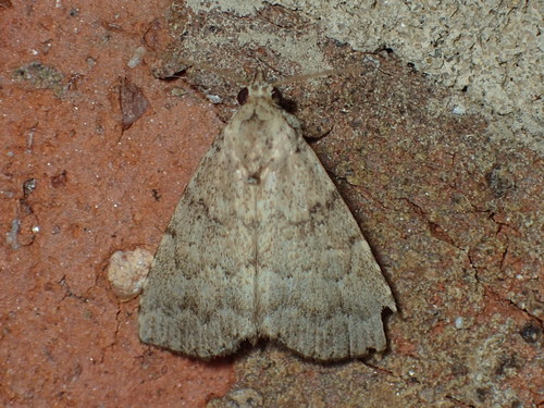 Watson's Arugisa Moth photo 2