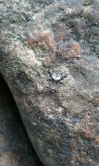 Protodeltote muscosula