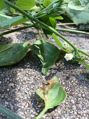 Salpichroa origanifolia