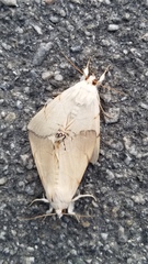 Litoprosopus coachella