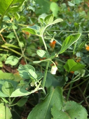 Salpichroa origanifolia