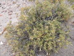 Chuquiraga avellanedae