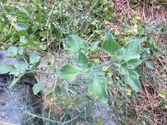 Salpichroa origanifolia