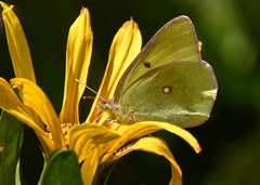Colias occidentalis