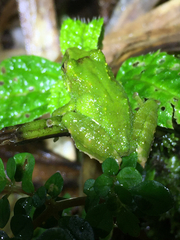 Pristimantis inusitatus