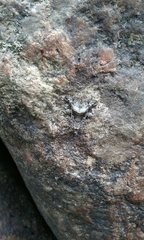 Protodeltote muscosula