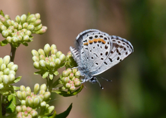 Euphilotes ancilla