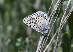 Euphilotes ancilla