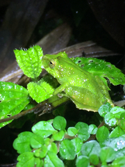 Pristimantis inusitatus