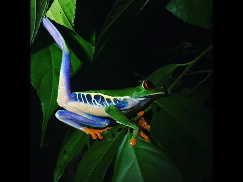 Red-eyed Tree Frog, photo 5 of 7