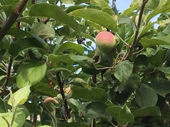 Malus
