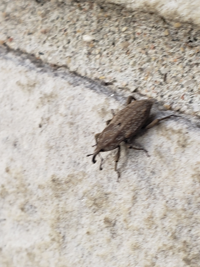 Southern Corn Billbug from Lewis Township, IN, USA on October 2, 2024 ...