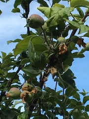Malus