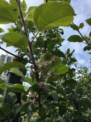 Malus