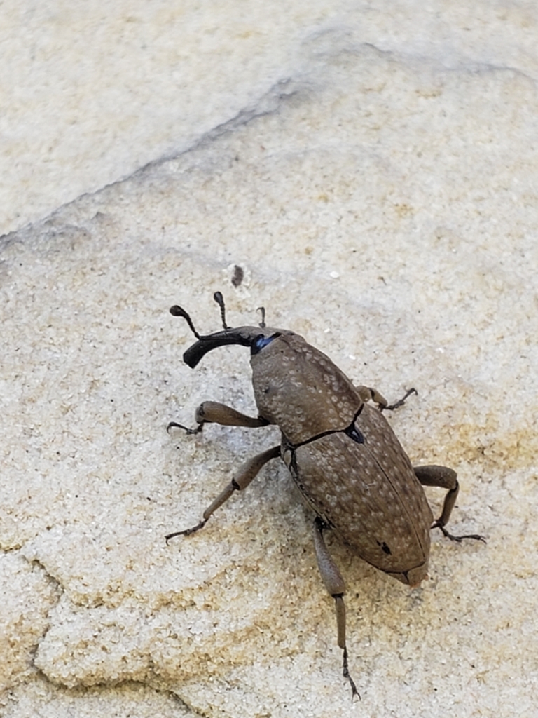 Southern Corn Billbug from Lewis Township, IN, USA on October 2, 2024 ...